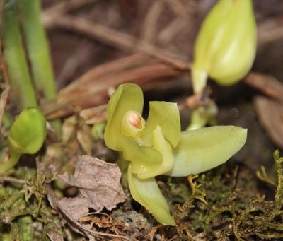Stenia angustilabia, photographed by Tony Rebelo