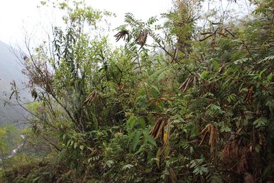 Apurimacia boliviana, photographed by Tony Rebelo
