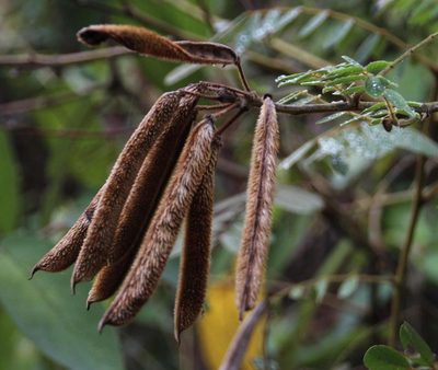 Apurimacia boliviana, photographed by Tony Rebelo