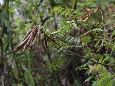 Apurimacia boliviana, photographed by Tony Rebelo
