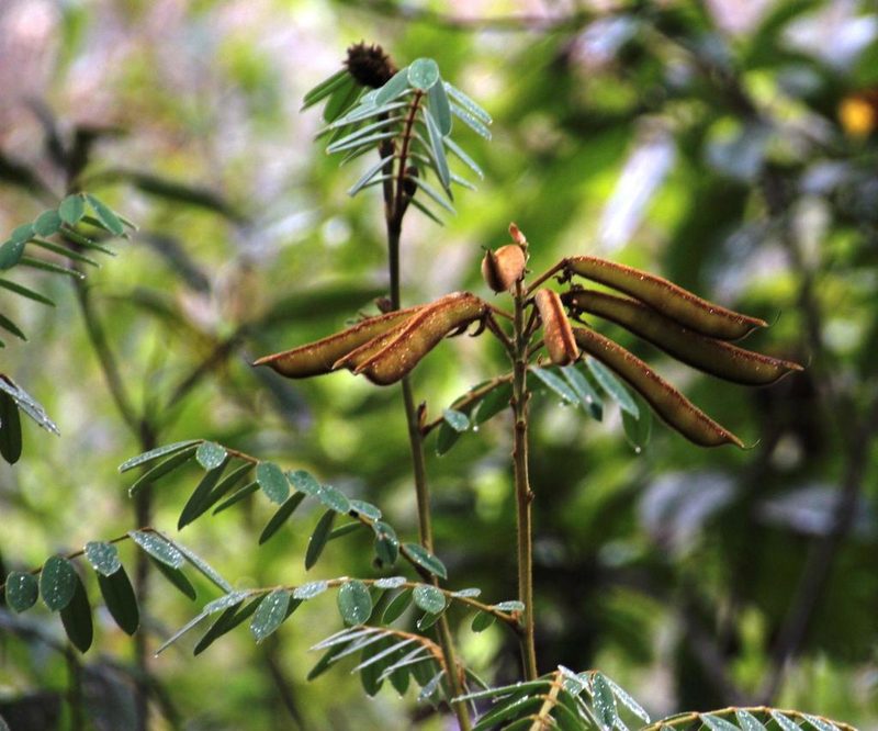 Apurimacia boliviana, photographed by Tony Rebelo