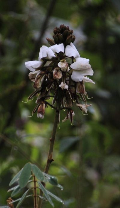 Apurimacia boliviana, photographed by Tony Rebelo