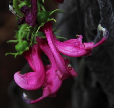 Centropogon urubambae, photographed by Tony Rebelo