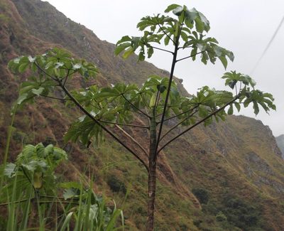 Cecropia strigosa, photographed by Tony Rebelo