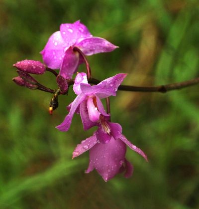 Bletia catenulata, photographed by Tony Rebelo