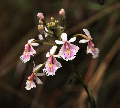 Epidendrum calanthum, photographed by Tony Rebelo