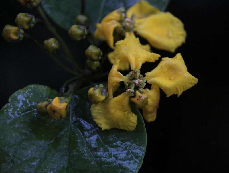 Stigmaphyllon cuzcanum, photographed by Tony Rebelo