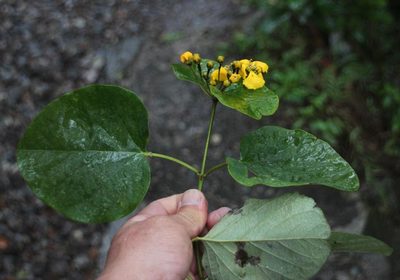 Stigmaphyllon cuzcanum, photographed by Tony Rebelo