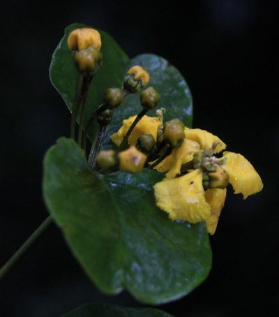 Stigmaphyllon cuzcanum, photographed by Tony Rebelo