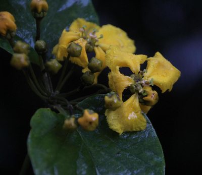Stigmaphyllon cuzcanum, photographed by Tony Rebelo