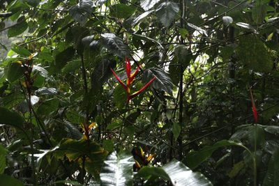 Heliconia subulata, photographed by Tony Rebelo