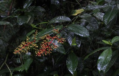 Palicourea thyrsiflora, photographed by Tony Rebelo