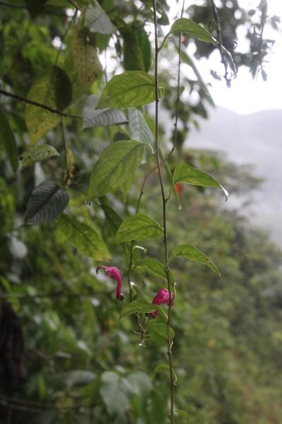 Centropogon urubambae, photographed by Tony Rebelo