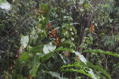Heliconia subulata, photographed by Tony Rebelo