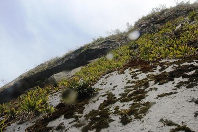 Tillandsia machupicchuensis, photographed by Tony Rebelo