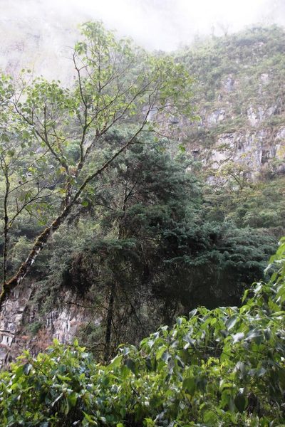Podocarpus glomeratus, photographed by Tony Rebelo