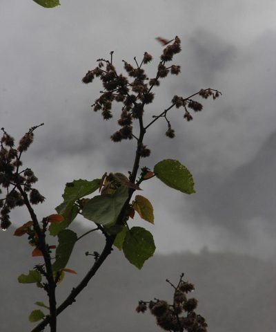 Heliocarpus americanus, photographed by Tony Rebelo