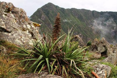 Puya weberbaueri, photographed by Tony Rebelo