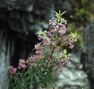 Condea tafallae, photographed by Tony Rebelo