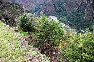 Podocarpus glomeratus, photographed by Tony Rebelo