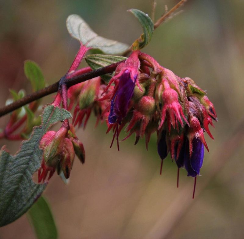 Brachyotum grisebachii, photographed by Tony Rebelo