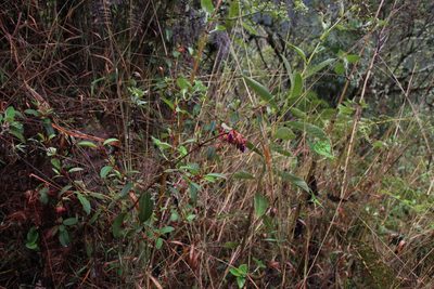 Brachyotum grisebachii, photographed by Tony Rebelo