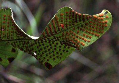Niphidium crassifolium, photographed by Tony Rebelo