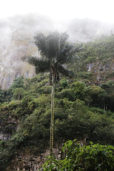 Ceroxylon vogelianum, photographed by Tony Rebelo