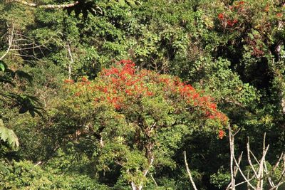 Erythrina falcata, photographed by Tony Rebelo