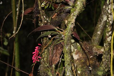 Comparettia rubriflora, photographed by Tony Rebelo