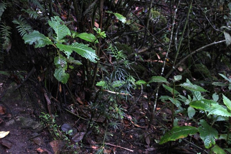 Podocarpus glomeratus, photographed by Tony Rebelo