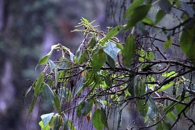 Boehmeria caudata, photographed by Tony Rebelo