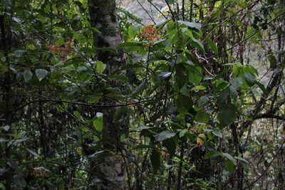 Palicourea thyrsiflora, photographed by Tony Rebelo