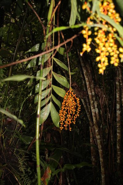 Chamaedorea pinnatifrons, photographed by Tony Rebelo