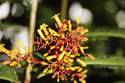Palicourea thyrsiflora, photographed by Tony Rebelo