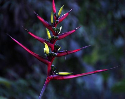Heliconia subulata, photographed by Tony Rebelo