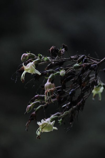 Nicotiana tomentosa, photographed by Tony Rebelo