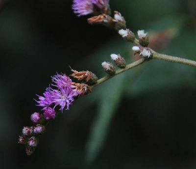 Cyrtocymura scorpioides, photographed by Tony Rebelo