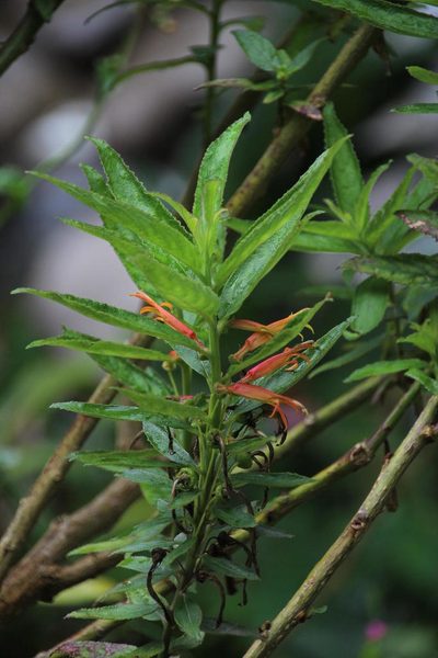 Siphocampylus krauseanus, photographed by Tony Rebelo