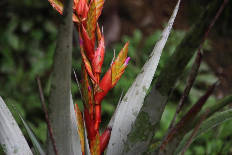Tillandsia confinis, photographed by Tony Rebelo