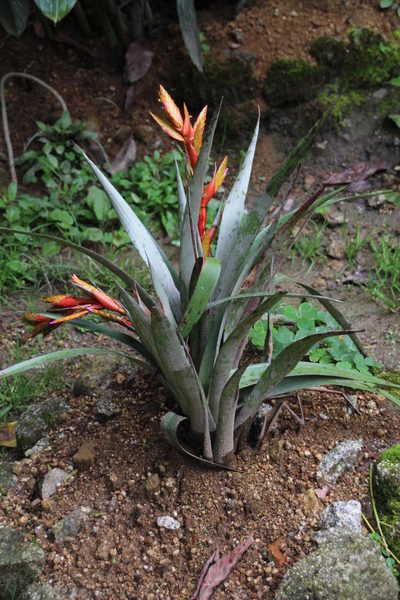 Tillandsia confinis, photographed by Tony Rebelo