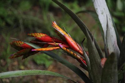 Tillandsia confinis, photographed by Tony Rebelo