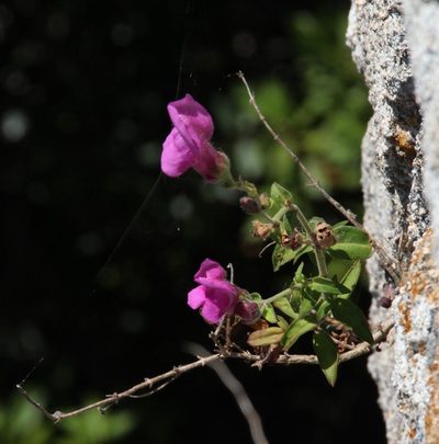 Antirrhinum linkianum, photographed by Tony Rebelo