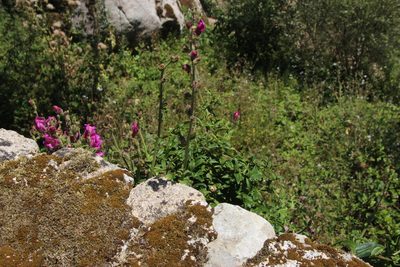 Antirrhinum linkianum, photographed by Tony Rebelo