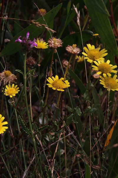 Lepidophorum repandum, photographed by Tony Rebelo