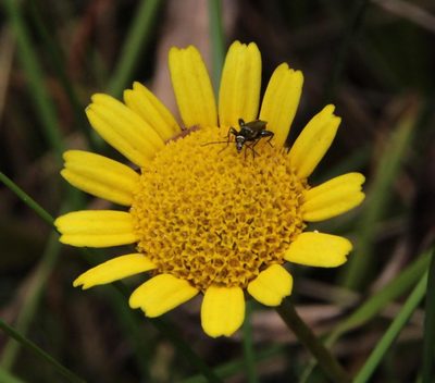 Lepidophorum repandum, photographed by Tony Rebelo