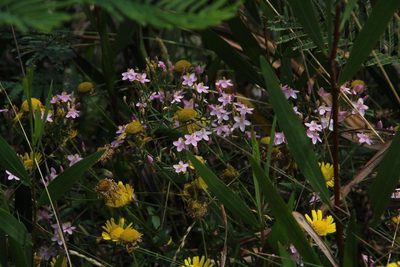 Lepidophorum repandum, photographed by Tony Rebelo