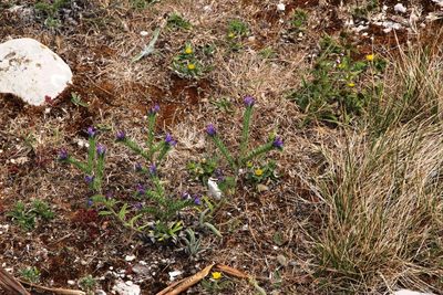 Echium tuberculatum, photographed by Tony Rebelo