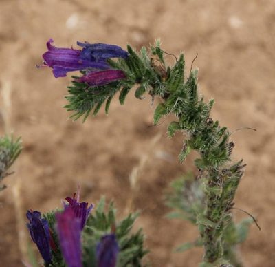 Echium tuberculatum, photographed by Tony Rebelo