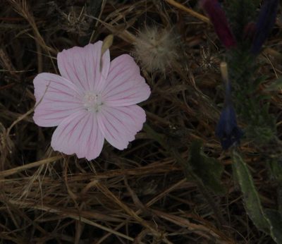 Malva hispanica, photographed by Tony Rebelo